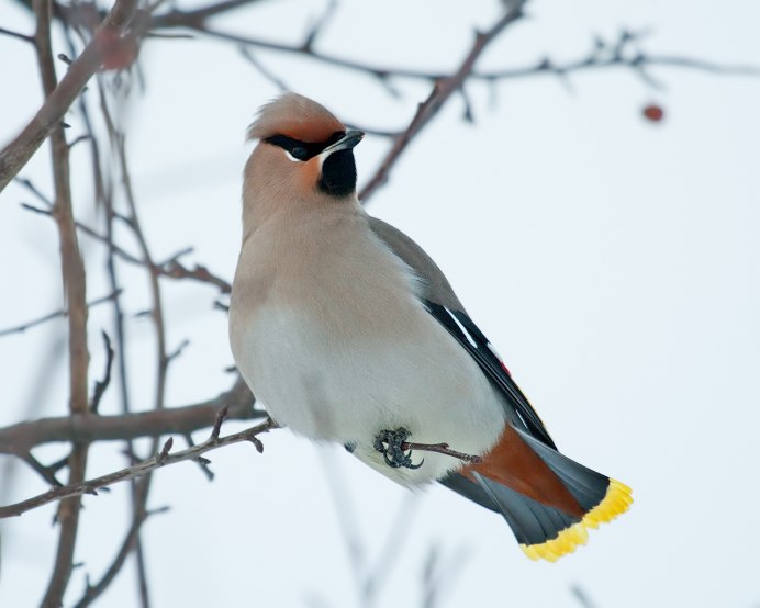 Свиристель Южного Урала