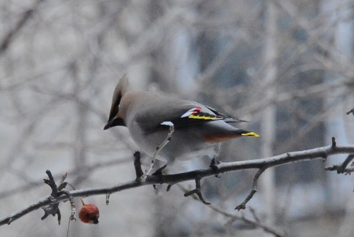 Хохлатые свиристели