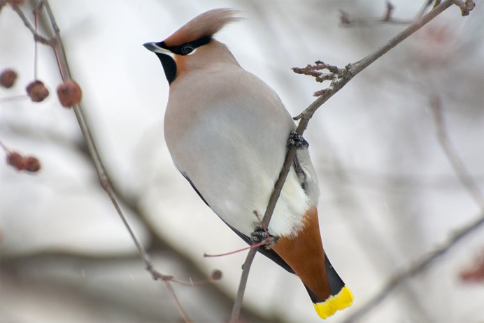 Свиристель птичка свиристель