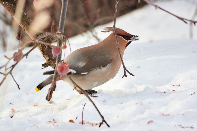 Свиристель фото птица самец и самка