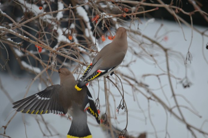 Сорокопутовый свиристель