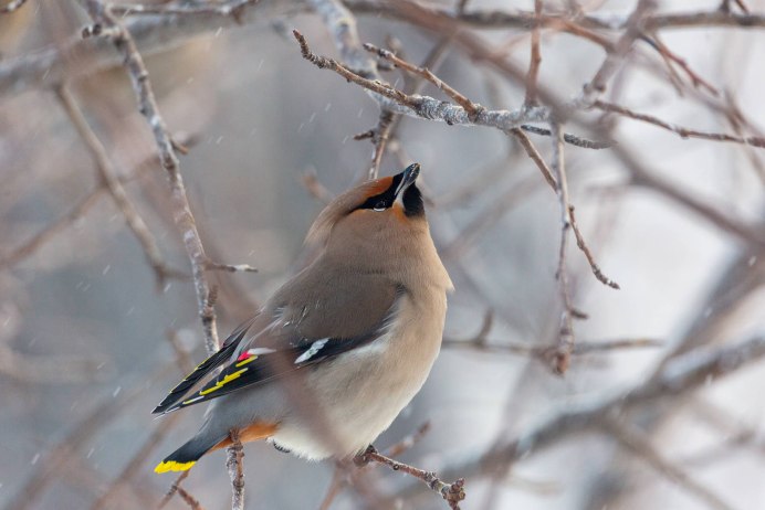 Свиристель Приморский край