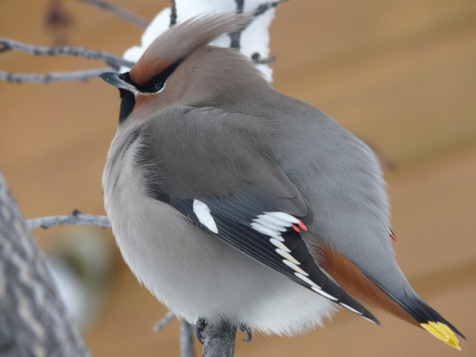 Кедровый свиристель
