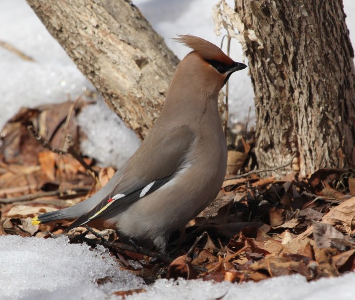 Сорокопут свиристель