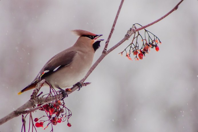 Свиристель в Ленинградской области