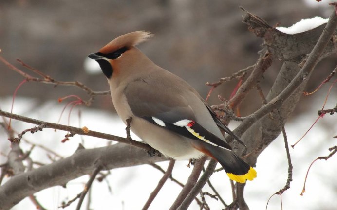 Длиннохвостый шёлковый свиристель