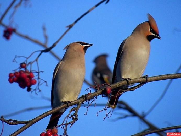 Свиристель обыкновенный