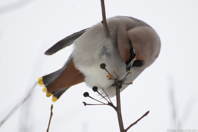 Свиристель зимой