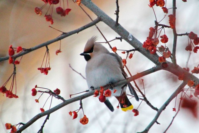Хохлатая свиристель