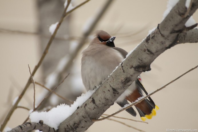 Свиристель в Забайкалье