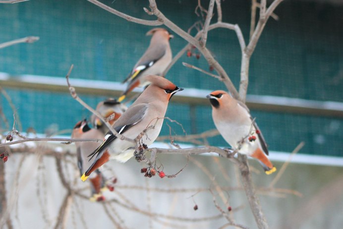 Фото свиристели птицы крупным планом