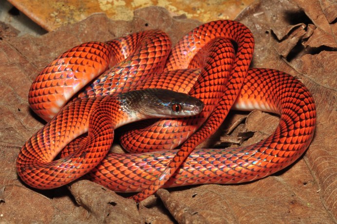 Змея черноголовый полоз