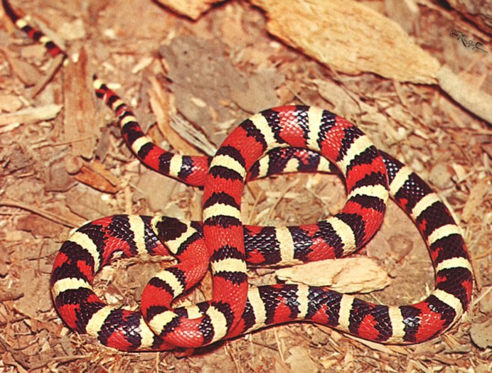 Арлекиновый Аспид