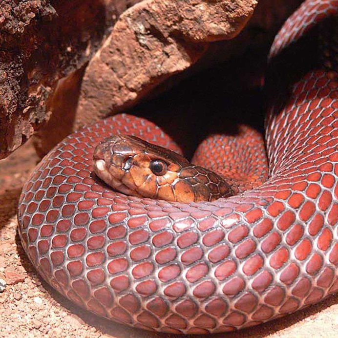 Pseudechis porphyriacus