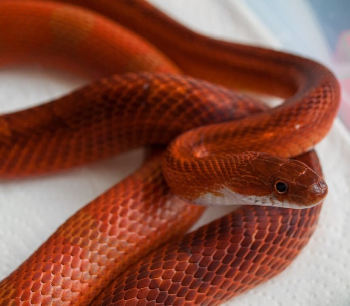 Змея маисовый полоз