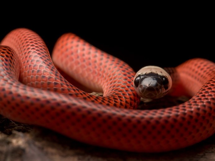 Маисовый полоз альбинос