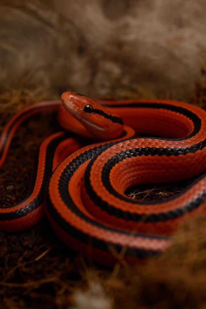 Красный полоз