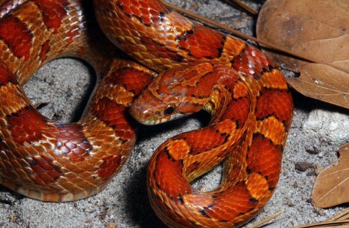 Оранжевый полоз змея