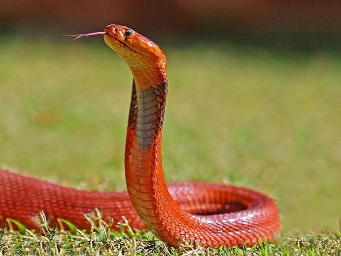 Змея маисовый полоз оранжевый цвет