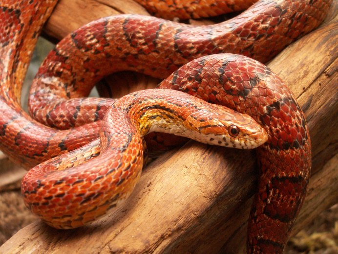 Королевская змея Калифорнийская Albino