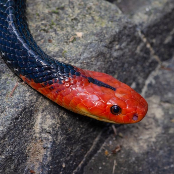 Маисовый полоз