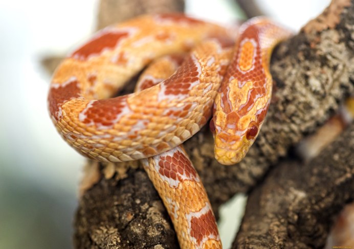 Королевская змея Скарлетт