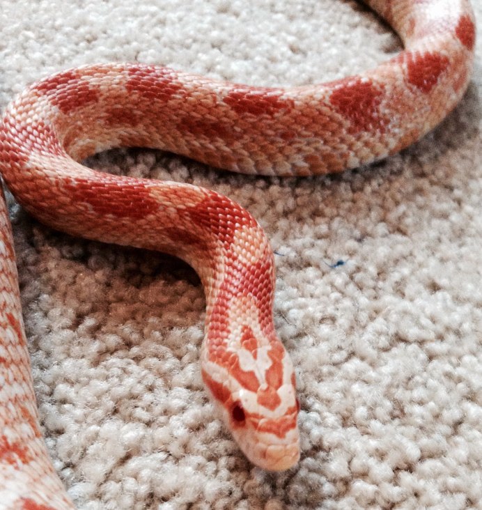 Огнянка змея