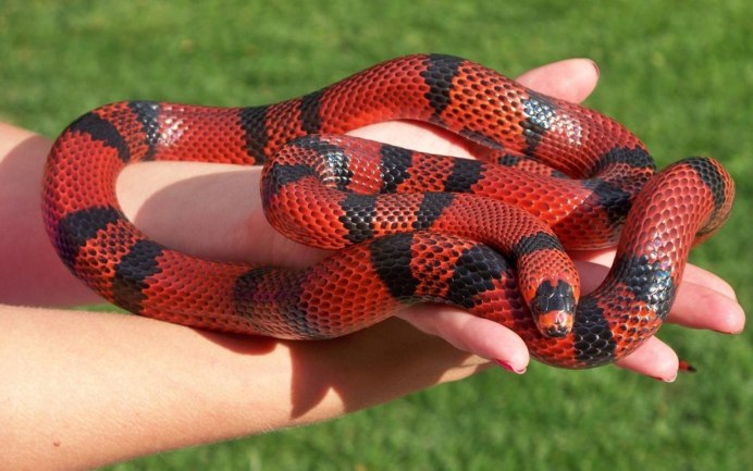 Красно черная змея