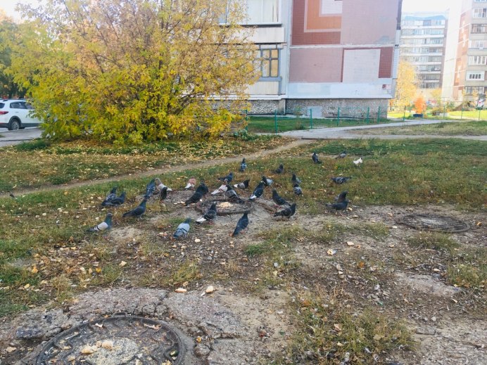 Голуби загадили