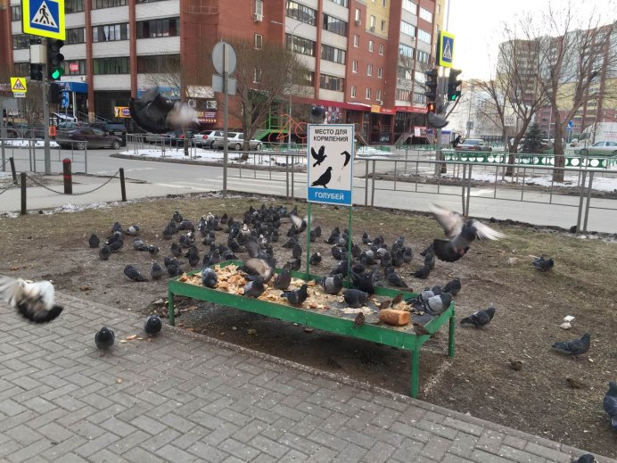 Утки во дворе