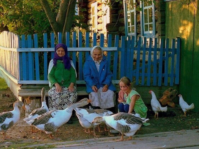 Утро в деревне петух