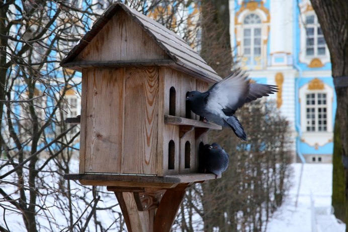 Павлины в парке