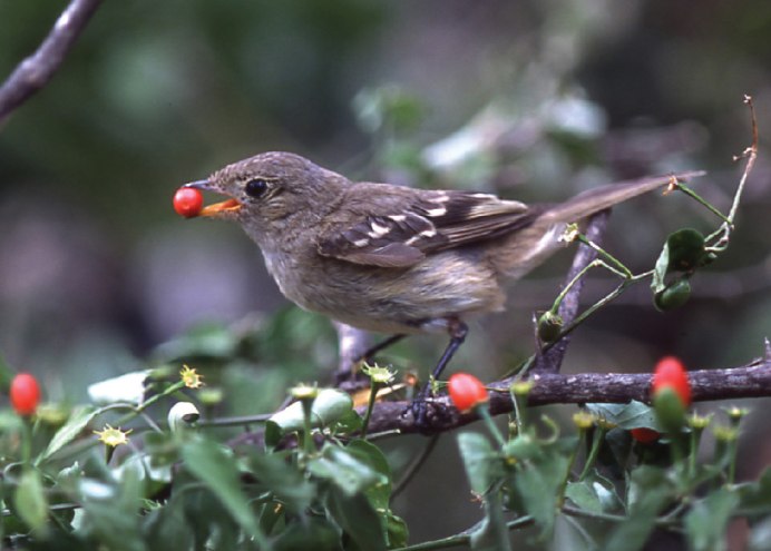 Eurasian Bullfinch