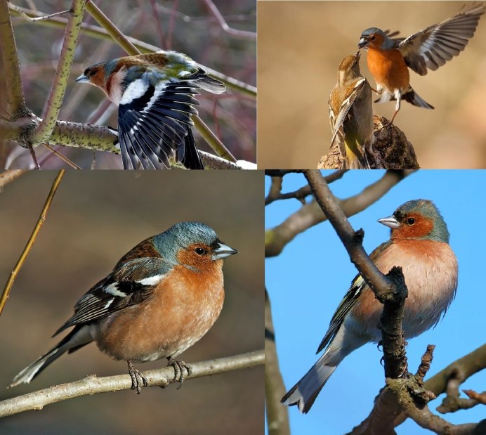 Свиристель обыкновенный (Bombycilla garrulus)