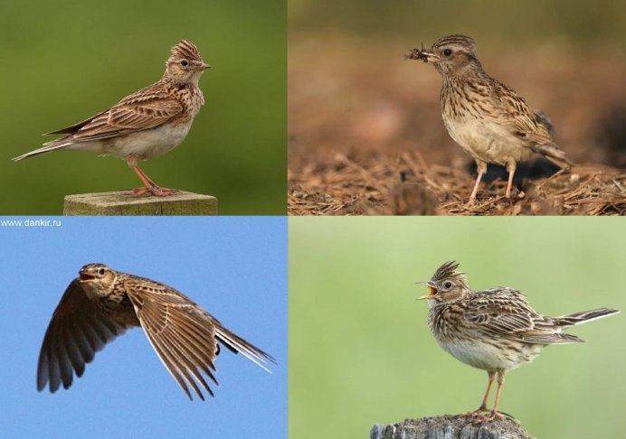 Алый вьюрок / Carpodacus Sipahi самка и самец