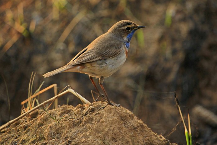 Luscinia svecica pallidogularis