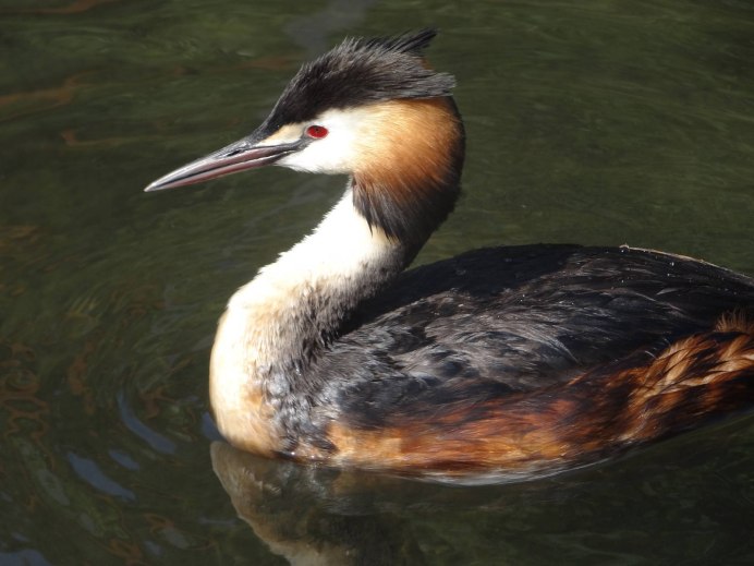 Большая поганка – Podiceps cristatus