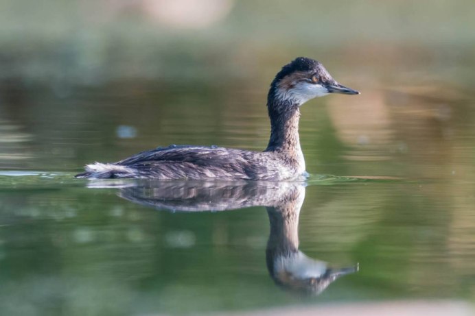 Черношейная поганка Podiceps nigricollis