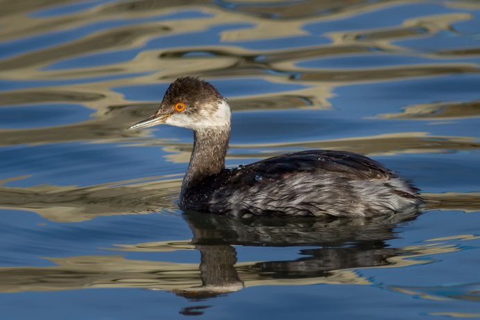 Черношейная поганка Podiceps nigricollis