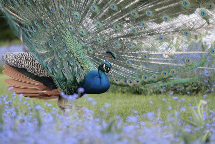Индийский Павлин / Pavo cristatus