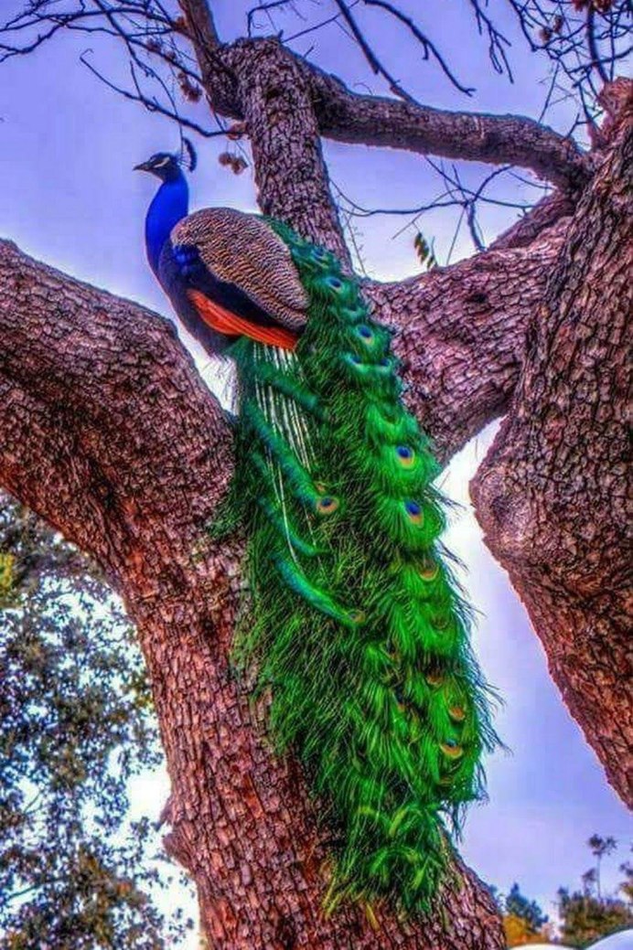 Белые Павлины в саду