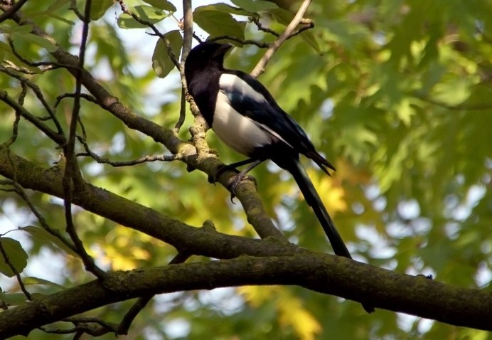 Сорока Magpie