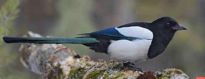 Pica hudsonia американская сорока
