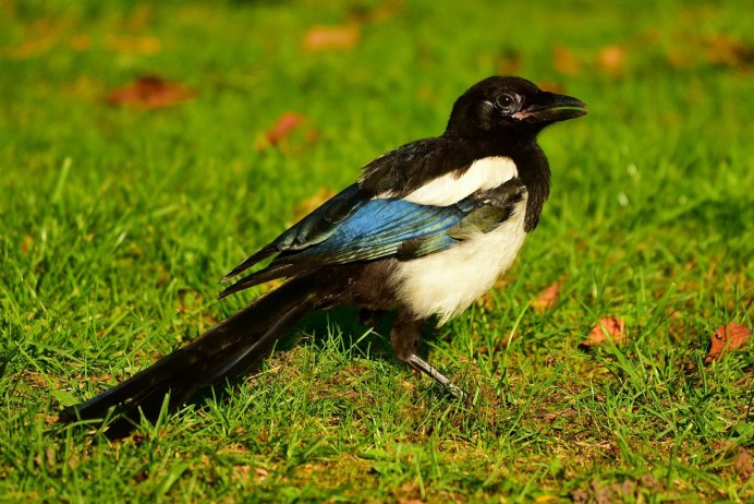 Pica sericea