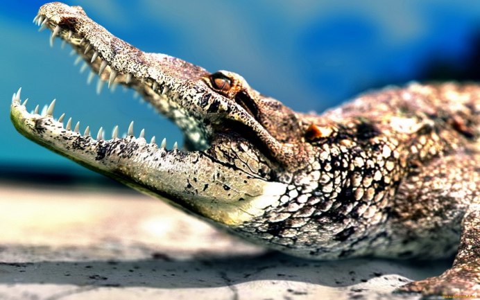 Pluvianus aegyptius