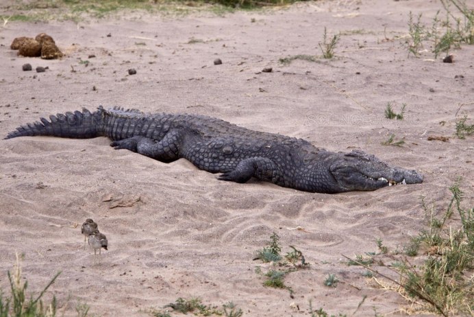 Small Crocodile
