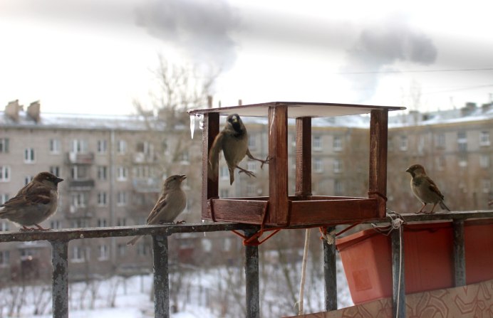 Воробей на дороге