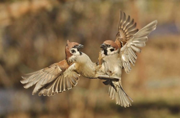 Sparrows ВК