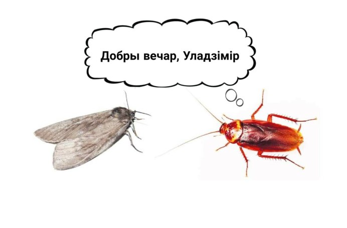 Белый таракан