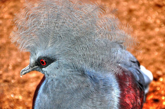 Ocyphaps lophotes